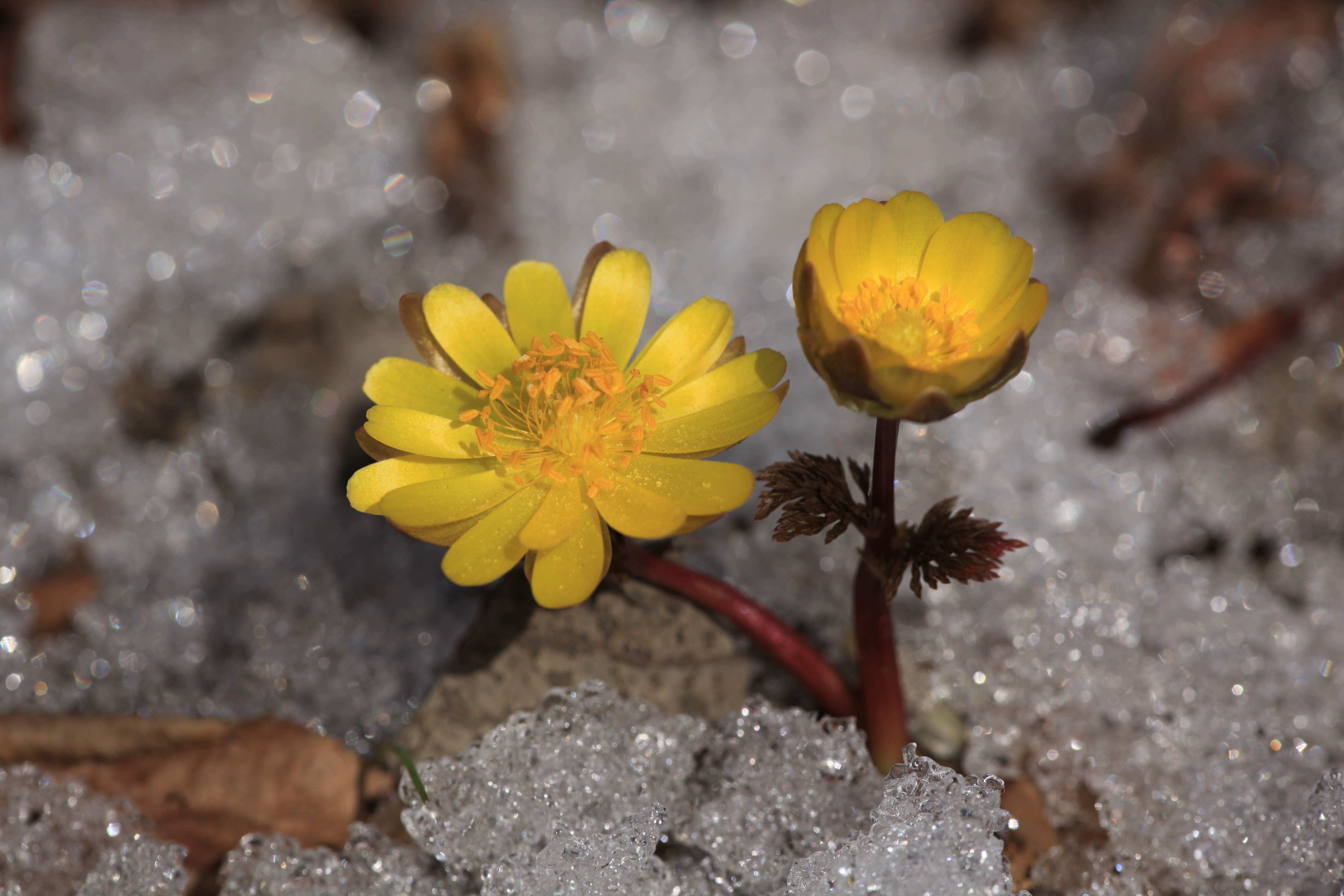 천마산야생화4월 055.JPG